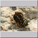 E-Odynerus spinipes w14 beim Schornsteinbau.jpg